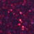 Purple Paradise